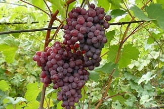 تصویر 2 از فروش انگور تاکستان اهواز + قیمت خرید به صرفه